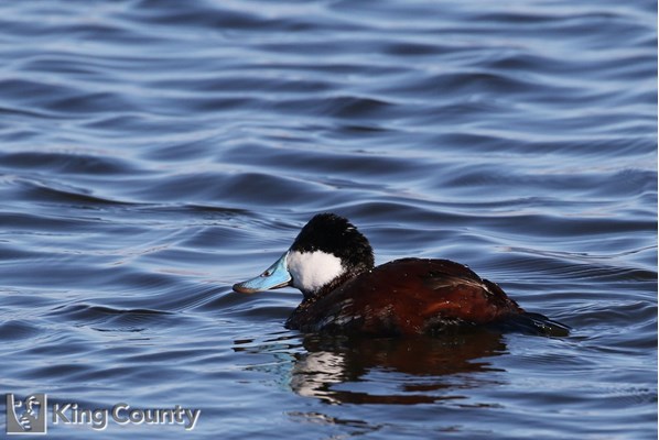 Photo of Oxyura jamaicensis
